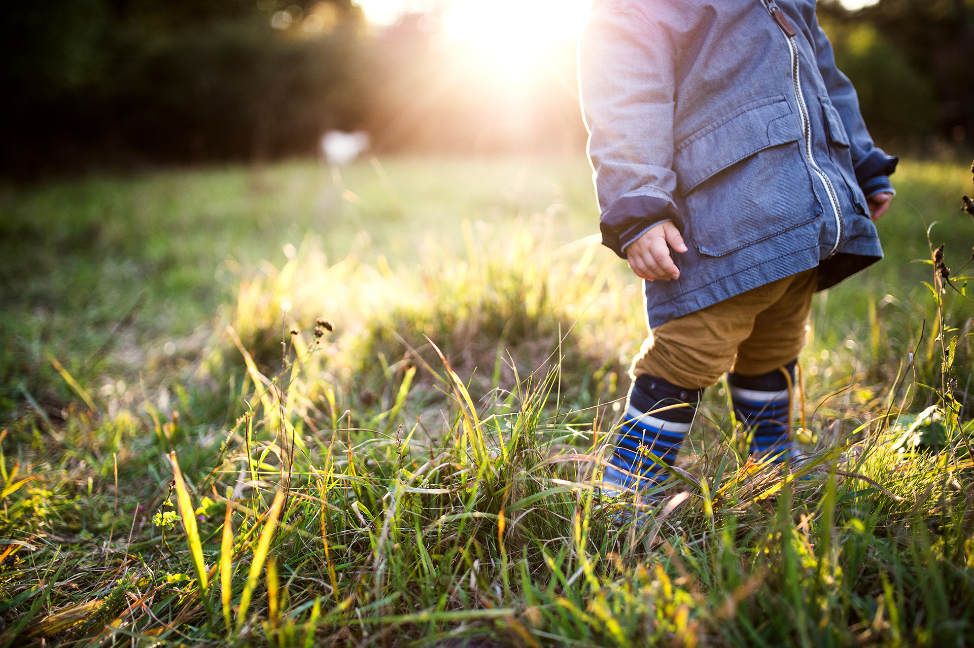 Child walking in golden field